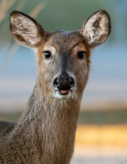 close up frontal de la cabeza de un joven ejemplar de venado cola blanca,  con fondo difuminado
