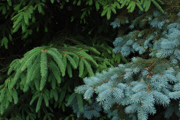 The contrasting colors of two different evergreen trees.