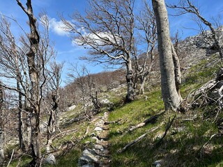 Premuzic hiking trail or Premuzic Trail - Northern Velebit National Park, Croatia or Premuzic-Wanderweg or Premuzic's Trail (Pješački planinarski put Premužićeva staza - NP Sjeverni Velebit, Hrvatska)