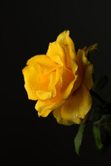 yellow rose on black background