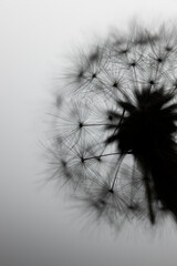dandelion seeds isolated on white
