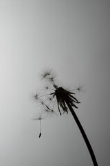 dandelion seeds on white