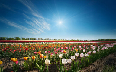 青空の下のチューリップ畑　generated by AI　