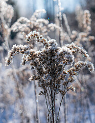close up de jardín de flores silvestres con nieve fondo difuminado