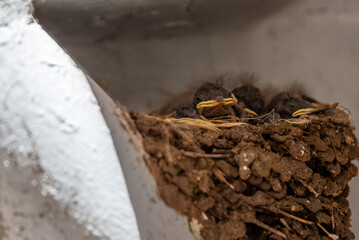 Baby swallows sleeping in their nest