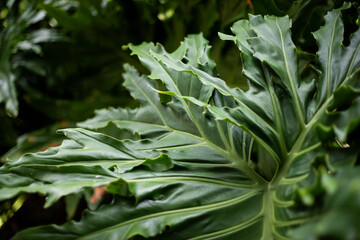 Obraz premium Vibrant Green Foliage in Natural Light