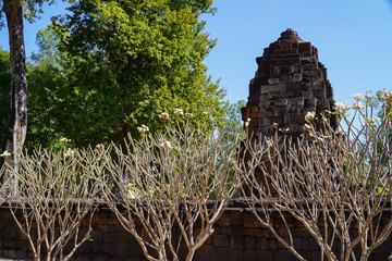 Temple Tree Plumeria Rubra