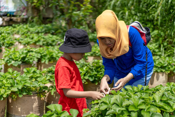 A beautiful young Asian mom in a hijab and her son in a casual dress with a basket of strawberries. They are trying to find ripe strawberries in a strawberry farm.