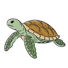 cartoon turtle isolated on white background. reptile animals