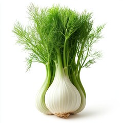 Fresh Fennel Bulb with Vibrant Green Fronds
