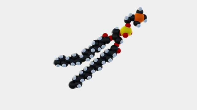 A 3D animation of phospholipids, isolated on a white background, forming a lipid bilayer structure.