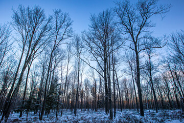 Wisconsin forest with snow early in the morning