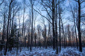 Wisconsin forest with snow early in the morning