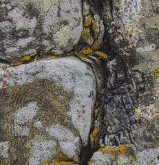 Patch Work Of Lichens