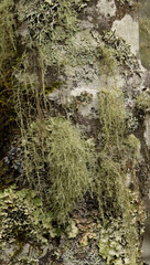 Lichens In The Forest