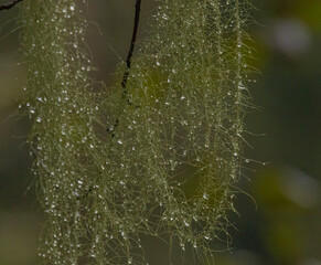 Lichen With Waterdrops