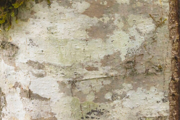 Tree Bark