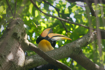 Close up of Hornbill Bird in Tropical Forest