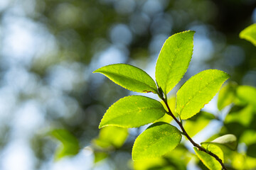 Green leaves in the sun