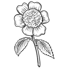 sunflower handdrawn illustration