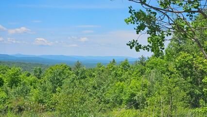 landscape with trees and sky