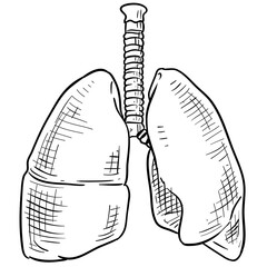 lungs handdrawn illustration