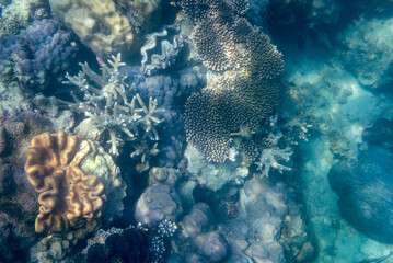 Vibrant Coral Reef Underwater Scene