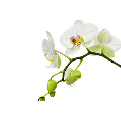 Naklejka premium Illustration of a vibrant Phalaenopsis orchid, isolated on a transparent background, perfect for nature and floral-themed visuals.