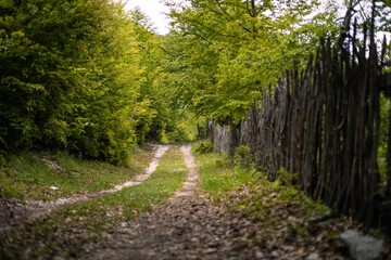 Obraz premium Tranquil forest path with lush greenery