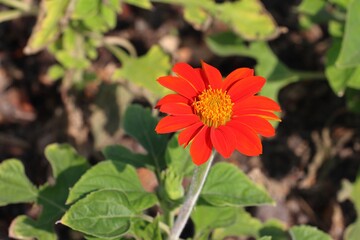 Red sunflower or Mexican sunflower (Tithonia rotundifolia) in garden
