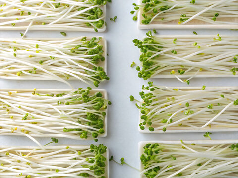 green plants, microgreen, food, green, fresh, vegetable, rosemary, healthy, herb, isolated, plant, ingredient, spice, leaf, white, organic, raw, closeup, onion, bunch, natural, vegetarian, nature, bea