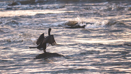 Seabird shag seagull sitting on beach rock stone wings in sunset colours dramatic close up