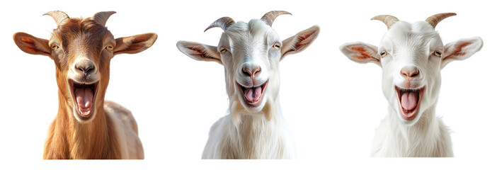 Happy Goats with Big Smiles Isolated on Transparent Background
