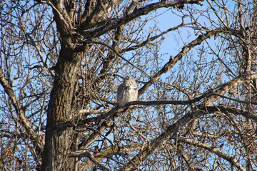 Owl In The Tree, Pylypow Wetlands, Edmonton, Alberta