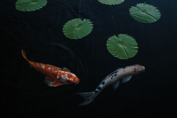 Koi Fish Swimming Gracefully Among Water Lilies in a Serene Pond