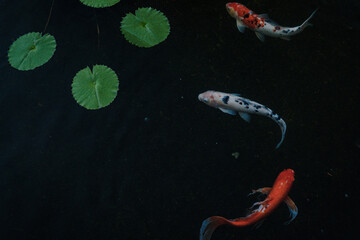 Koi Fish Swimming Gracefully Among Water Lilies in a Serene Pond