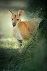 The red-necked wallaby or Bennett's wallaby is a medium-sized macropod marsupial, common in the more temperate and fertile parts of eastern Australia, including Tasmania.