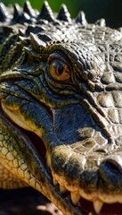 Crocodile head close up. Crocodile portrait.
