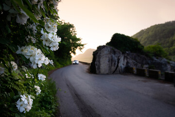 찔레꽃,1,자동차,전조등,곡선도로,제원면,금산군,충남 © JinChang