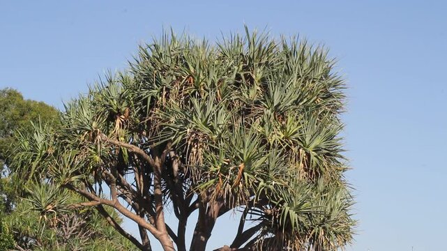 Top of a tropical pandanus tree against a clear blue sky