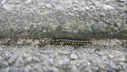 Small black caterpillars are on the ground on sunny days