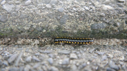 black caterpillars that are crawling and moving actively, can used for marketing concept