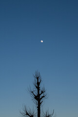 夕暮れの月と木