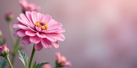 Obraz premium A delicate pink flower, softly illuminated, stands out against a blurred background, showcasing its intricate details and vibrant color.