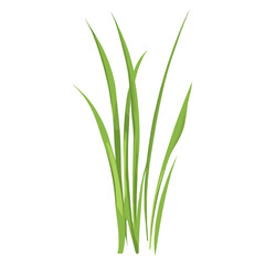 Flat vector of wild grass illustration plant green vector