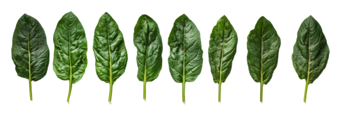 Row of fresh green spinach leaves on transparent background, healthy eating and nutrition concept