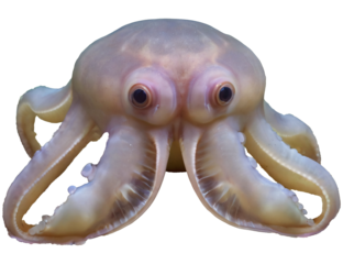 dumbo octopus isolated