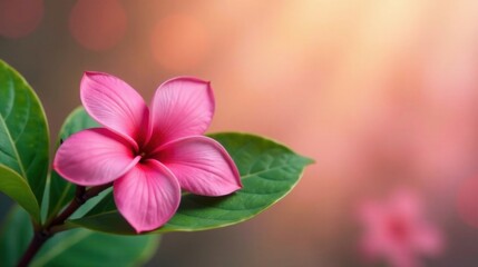 A vibrant pink flower with delicate petals and lush green leaves, bathed in soft, warm sunlight, evokes a sense of tranquility and natural beauty