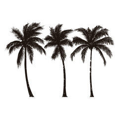 Branch silhouette palm illustration nature black vector