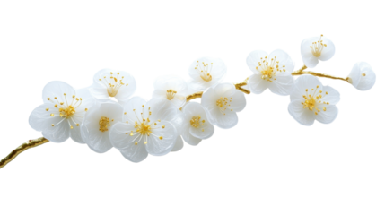 white cherry blossom